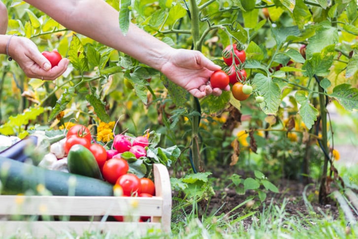 Online Vegetable Gardening Course Voucher 