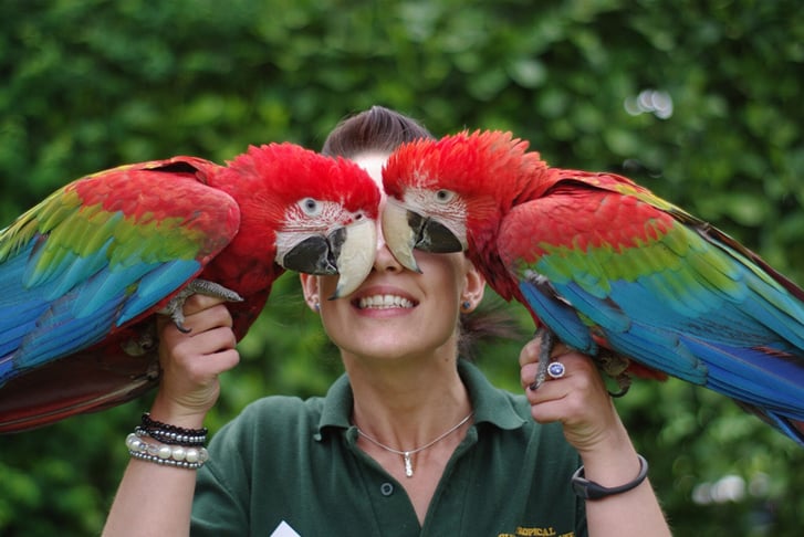A zoo worker holding two parrots