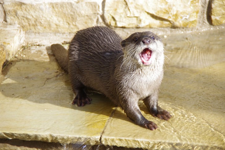 An Otter in an enclosure