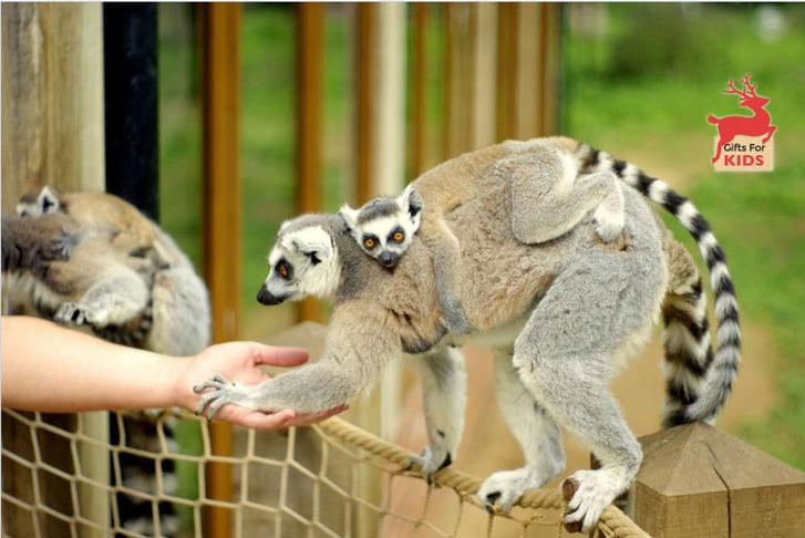 Lemurs at a petting zoo
