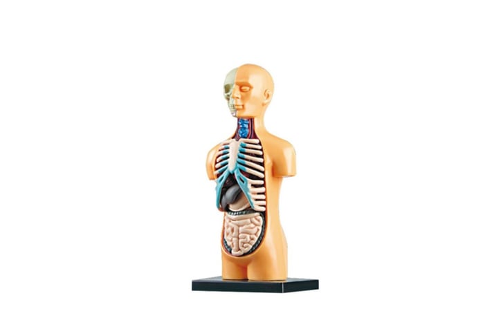 human-skeleton-model-2