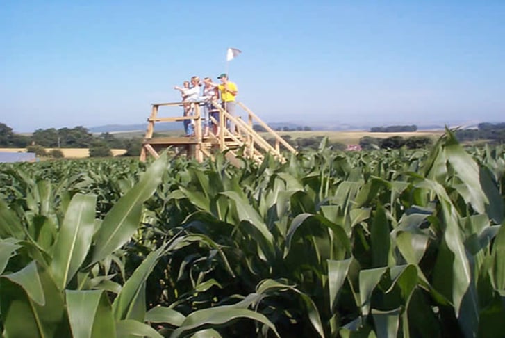People on an observation deck looking out over a maze