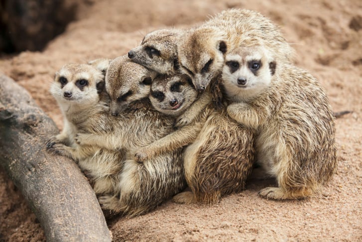Cute meerkats