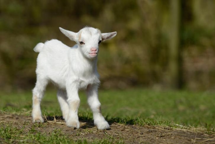 adorable-baby-goat