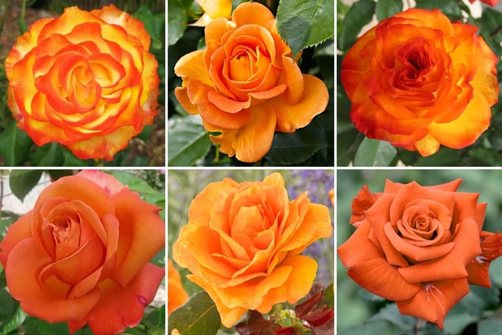 Orange-Potted-Garden-Rose-x-1,-2-and-4-1