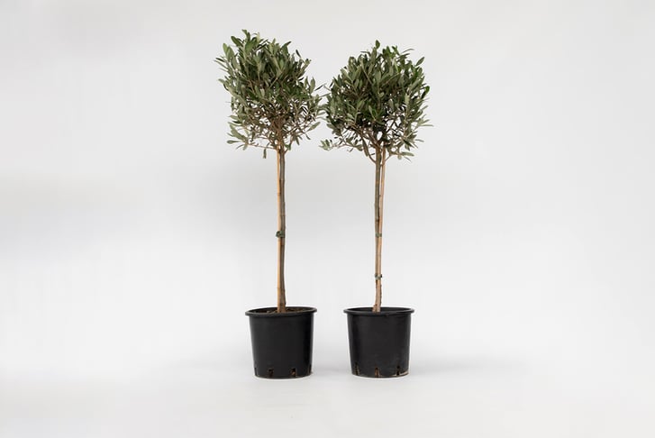 Set-Of-2-XL-Olive-Trees-2