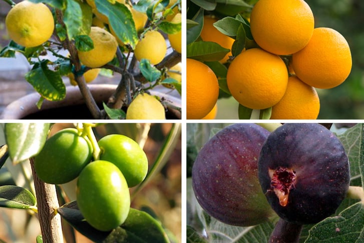 Set-Of-4-Mediterranean-Fruittrees-1