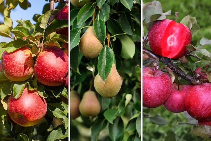 3-x-Sweet-Pillar-Fruit-Trees-1