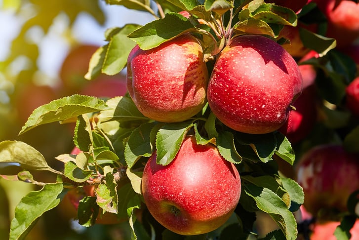 feed_opt_google_3-x-Sweet-Pillar-Fruit-Trees-5