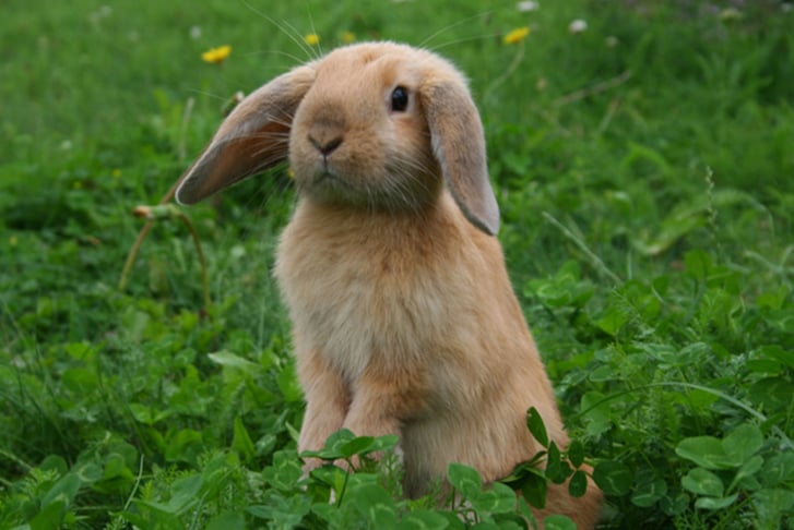 cute-bunny-one