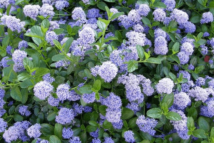 Ceanothus-thyrsiflorus-1