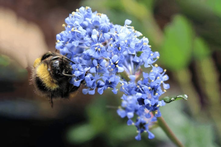 Ceanothus-thyrsiflorus-2