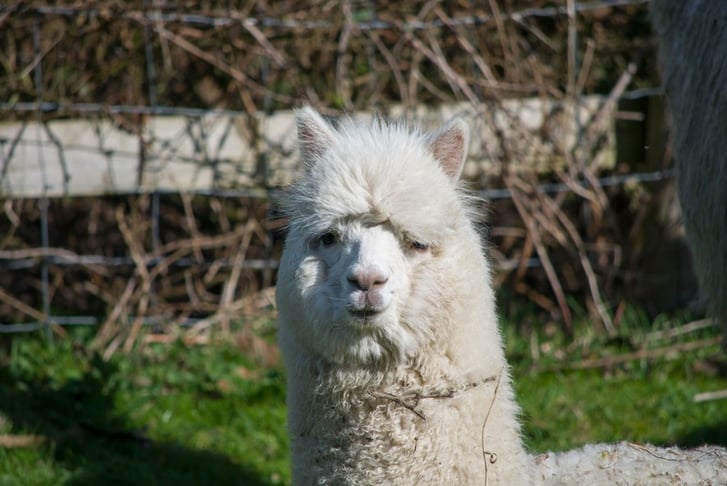 One-Hour Alpaca Meet and Greet for One or for Two - Wolverhampton