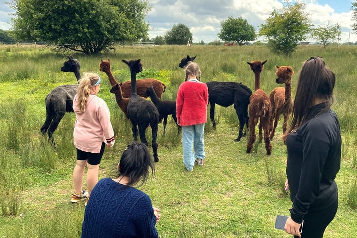 Alpaca Meet And Greet For 1 or 2 - One-Hour - Wolverhampton