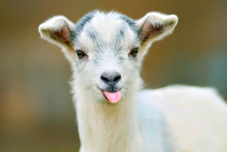 'Meet the Pygmy Goats' Experience Voucher - Shirebrook