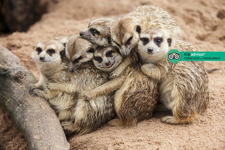 Meerkat Experience For 2 - Weekends or Weekdays Hoo Zoo & Dinosaur World