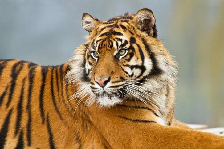 A photo of a beautiful Tiger