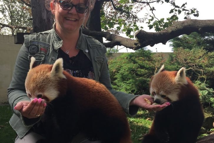 Red panda Encounter & Entry to Cumbria Zoo 