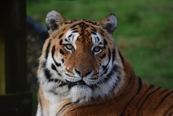 A tiger at a zoo enclosure