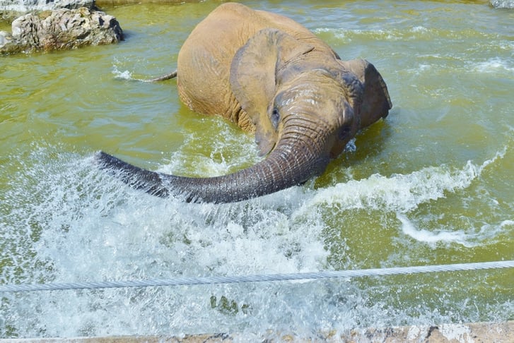 An Elephant splashing about in a lake