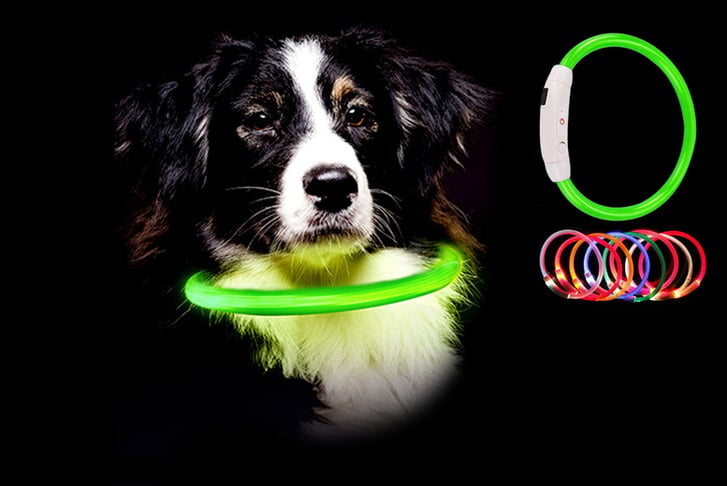 Light-up-dog-collar-LED-1