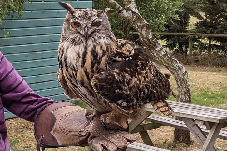 Half Day Falconry Experience – For 1 or 2 