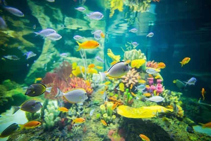 Exploris Aquarium Experience - Portaferry
