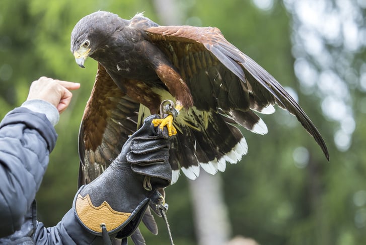 Falconry Adventure For 1 Or 2 – Co. Wicklow 