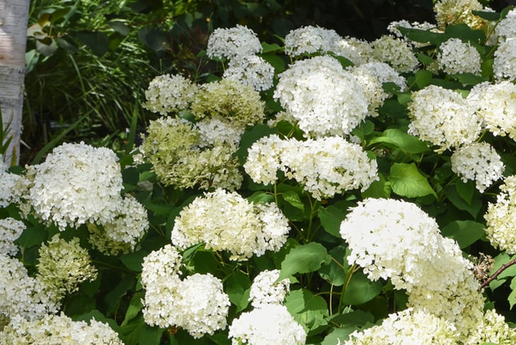 Hydrangea 'Strong Annabelle' Potted Plant Deal - Wowcher