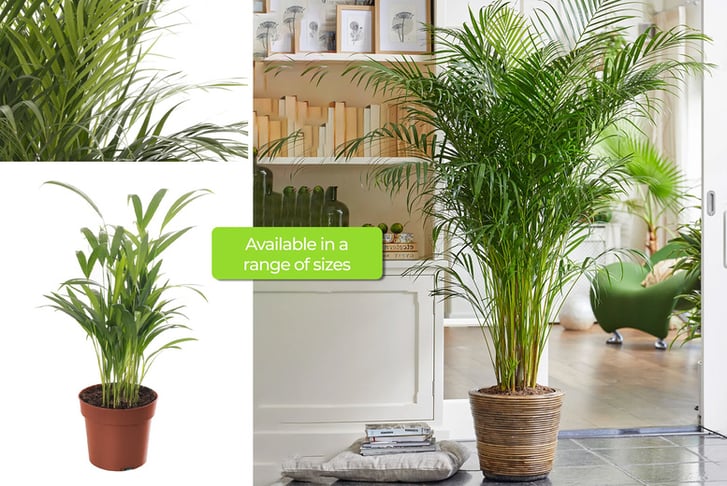 Areca-Palm-Large-Indoor-House-Plant-1