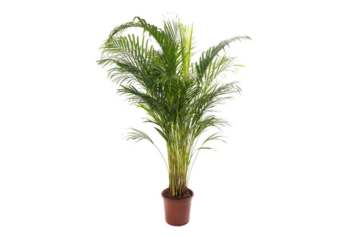 Areca-Palm-Large-Indoor-House-Plant-120-140cm