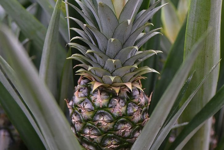 Ananas-Amigo-Mini-Pineapple-Plant-3