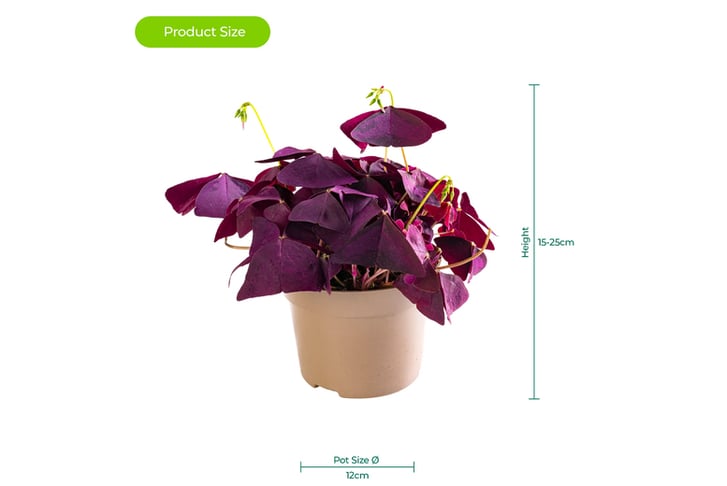 Oxalis-Triangularis-Ikigai-5