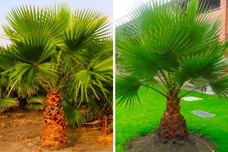 Mexican-Fan-Palm---Washingtonia-Palm-1