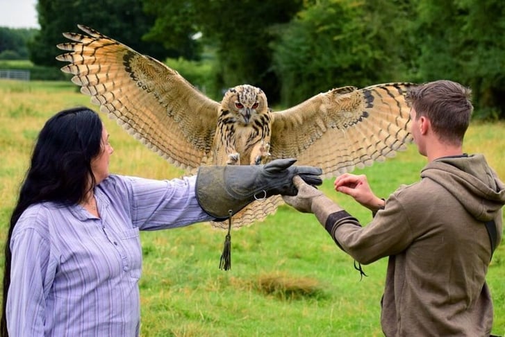 Eagle Owl on Falconry Experience