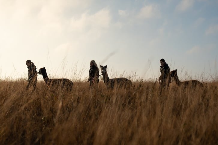 Alpaca Trekking & Feeding for 2