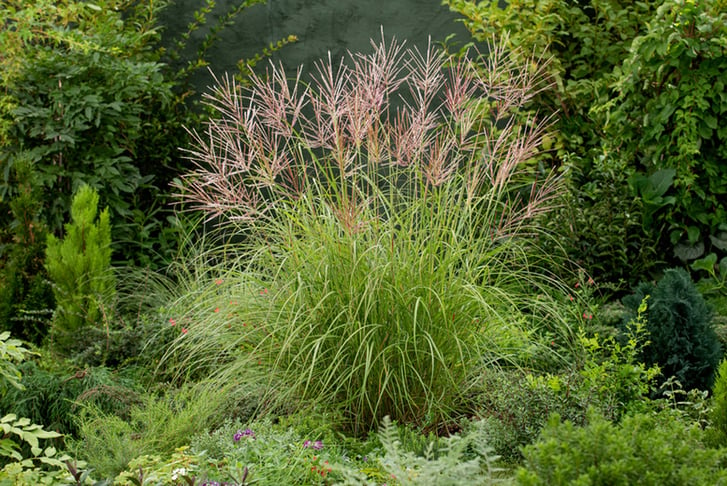 Miscanthus-'Red-Chief'-grass-1