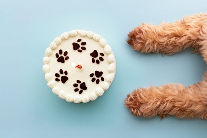 Online Become a Doggy Dessert Chef Course