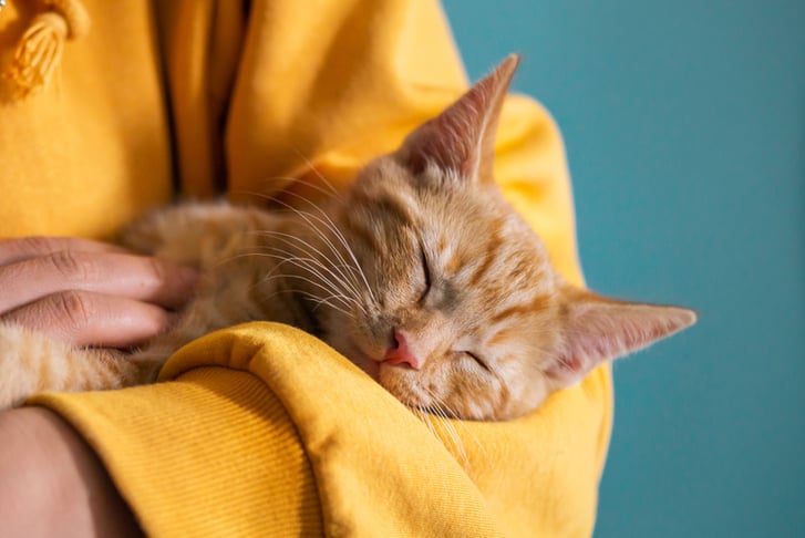 Online Essential Cat & Kitten Care Course