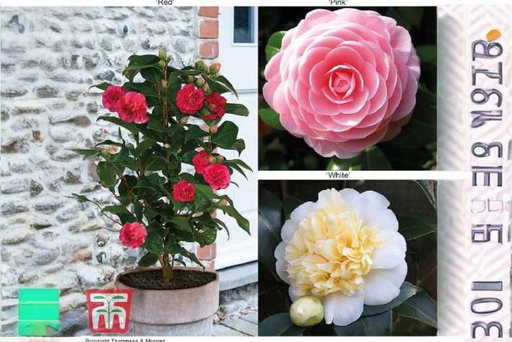 z-Camellia1688543885225