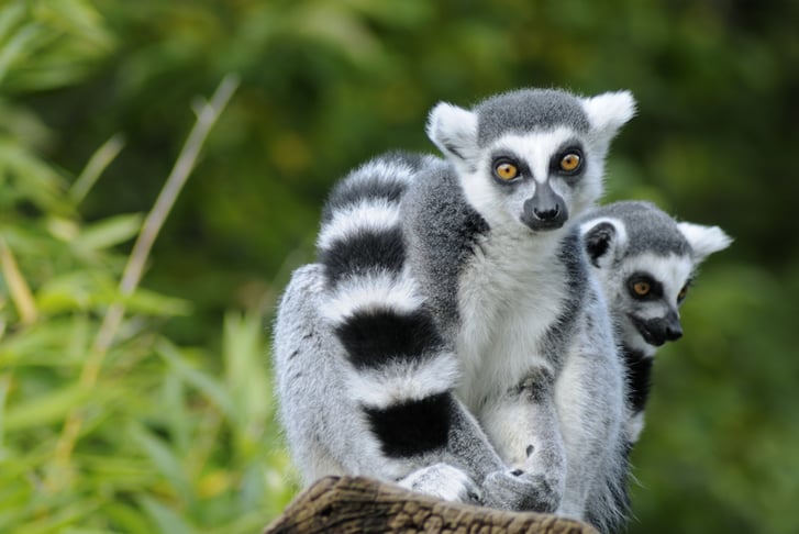 Admission to Exotic Zoo – Child/Adult/Family Admission - Telford 