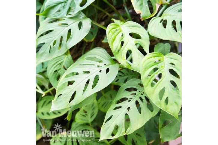 monstera3.1689845693788
