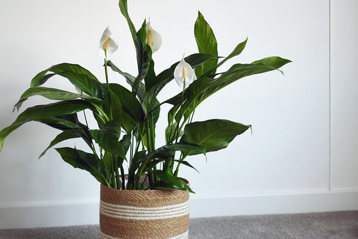 upto-3-Peace-Lily-Houseplants-3