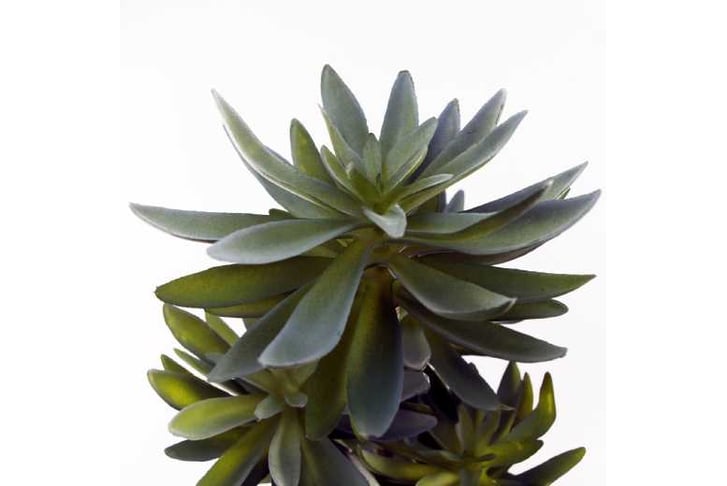 LEAF-401671692117252049