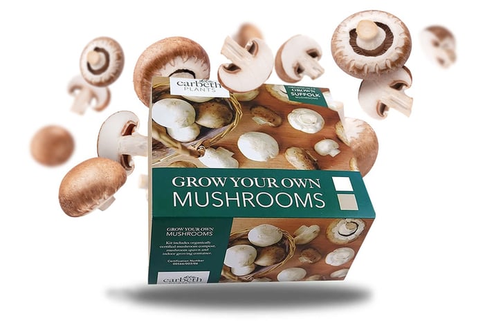 Carbeth-Plants-Brown-Button-Suffolk-Mushrooms-Growing-Kit-1