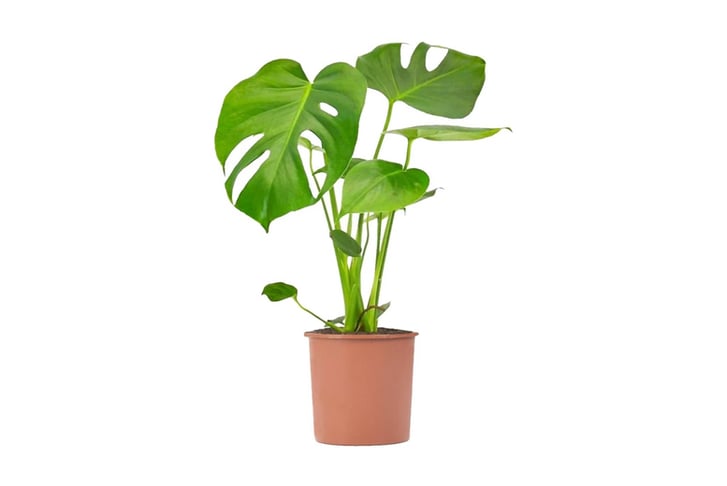 Cheese-Plant-2