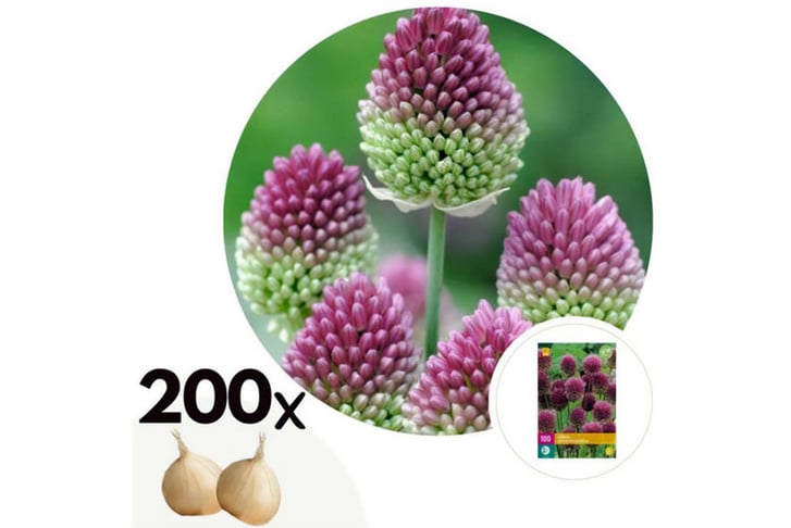 Flowerbulbs-'Allium-Sphaerocephalon'-2