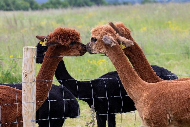 FRANKLY ALPACAS IMAGE 1