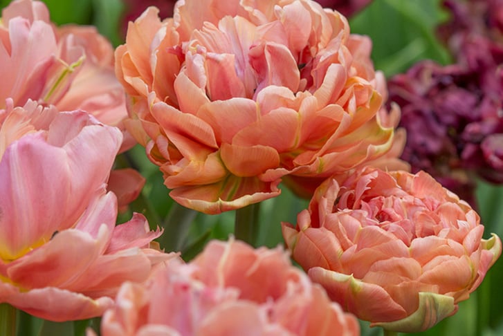 _Tulip-Royal-Palace-Doubles-Collection-30-Bulbs-7