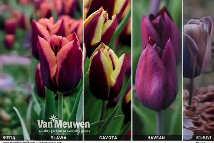 Tulip-Stri1695909071314
